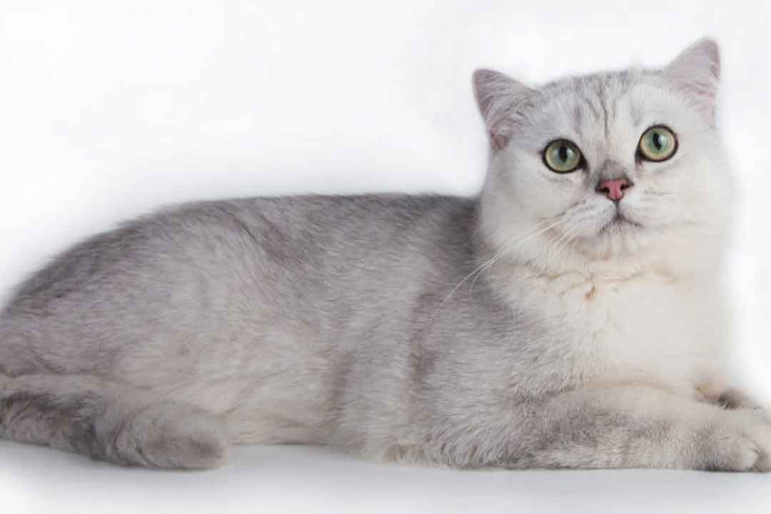 گربه برمیلا از کمیاب ترین گربه‌های جهان
