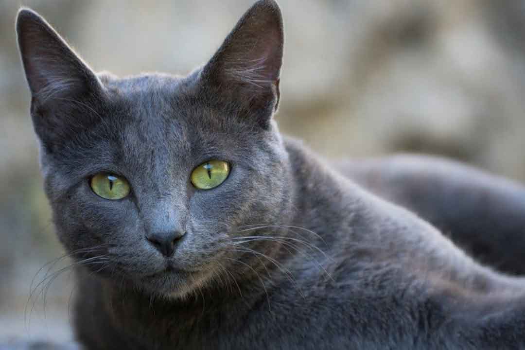 گربه شاروتر از کمیاب ترین گربه‌های جهان
