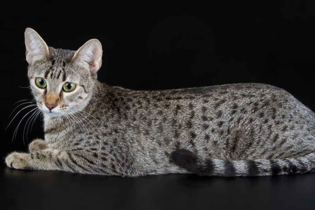 گربه مائوی مصری از کمیاب ترین گربه‌های جهان 