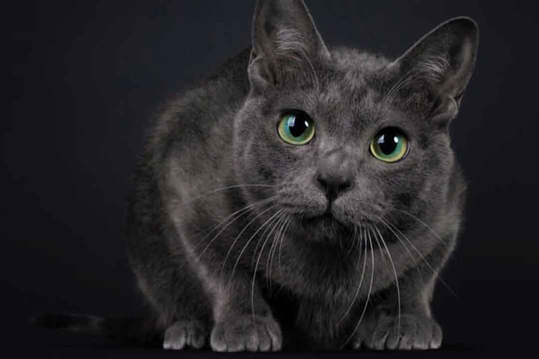 گربه کورات تایلندی از کمیاب ترین گربه‌های جهان 