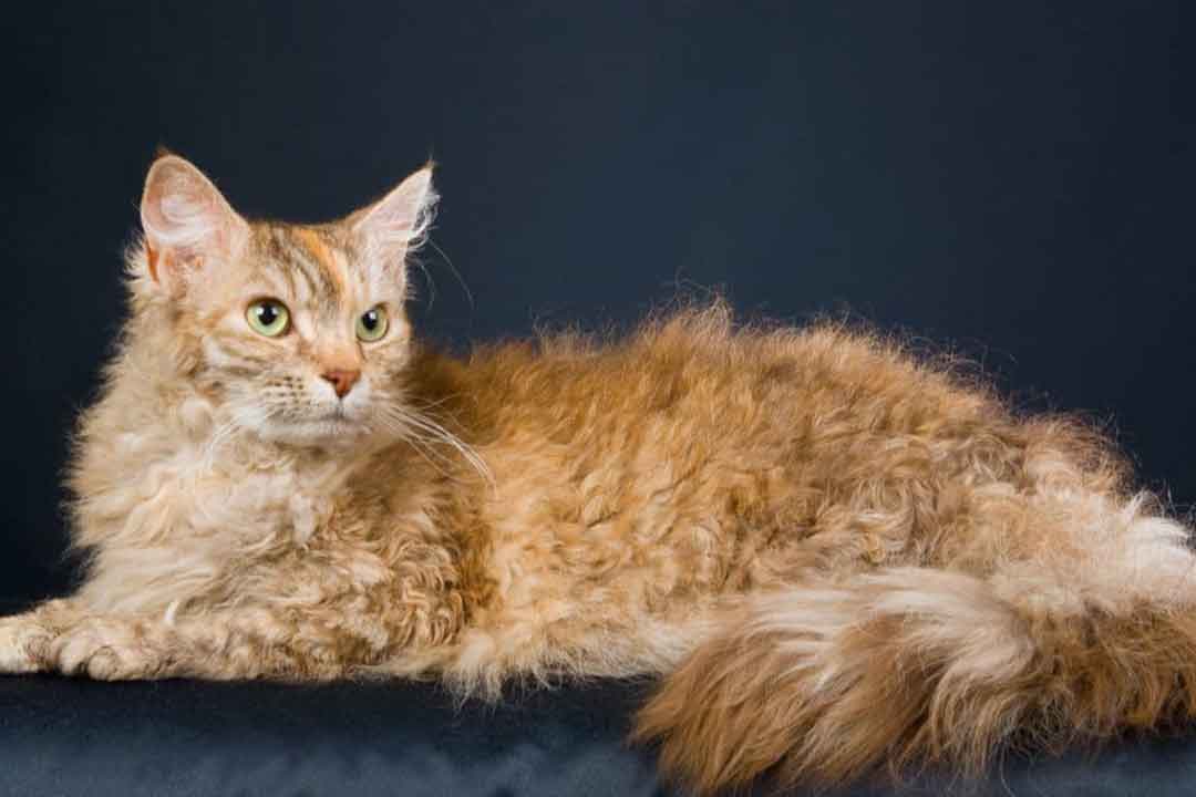 گربه لاپرم از کمیاب ترین گربه‌های جهان 