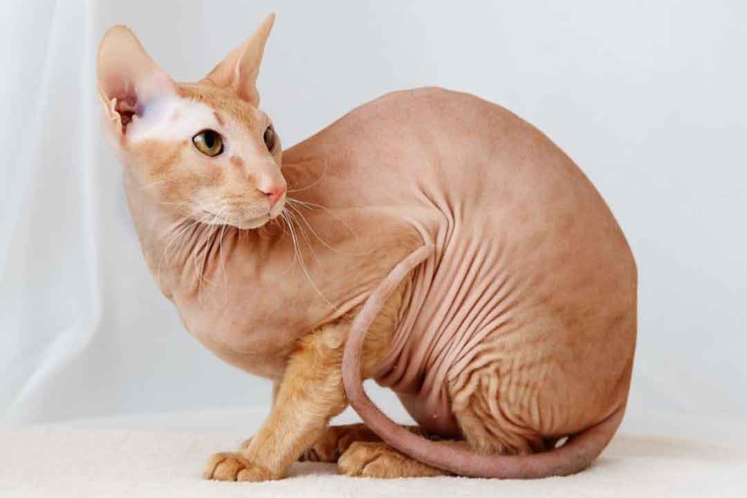 گربه پیتربالد از کمیاب ترین گربه‌های جهان 