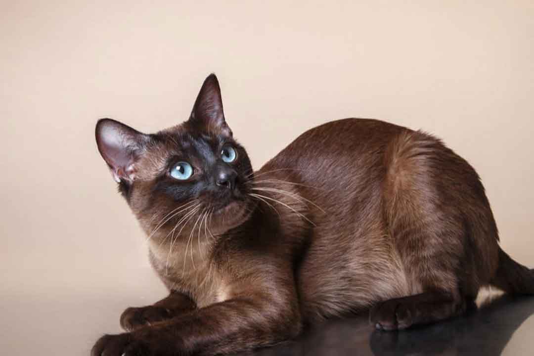 گربه تونکینز از کمیاب ترین گربه‌های جهان 