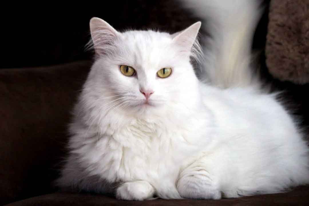 گربه آنگورای ترکی از کمیاب ترین گربه‌های جهان 