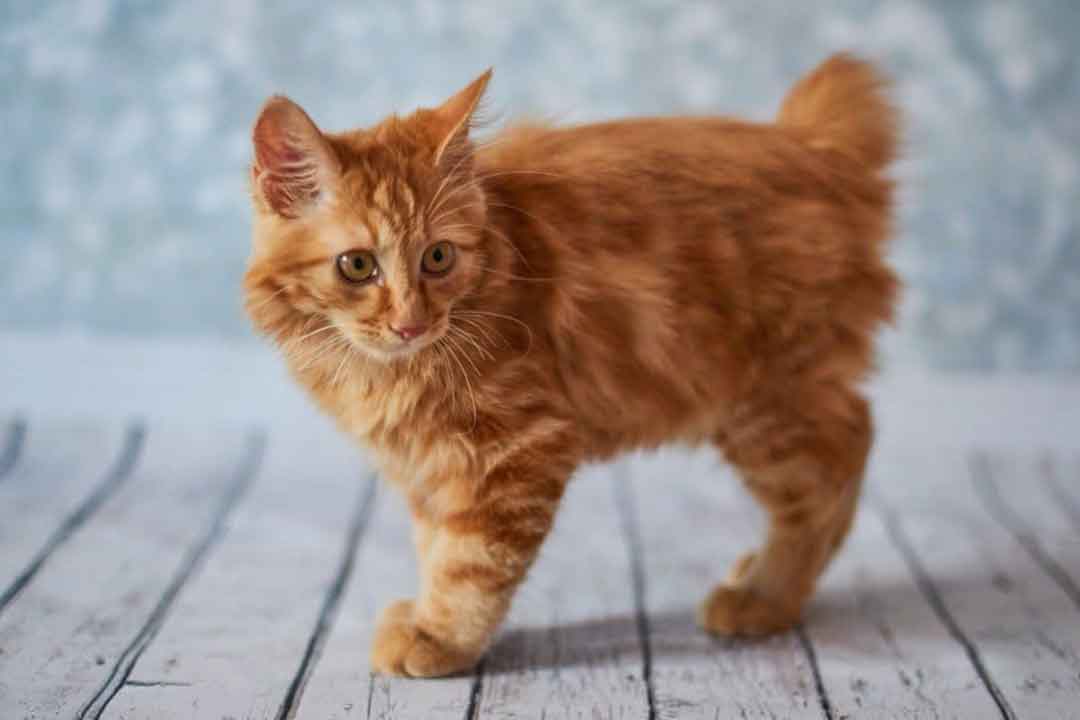 بابتیل آمریکایی از کمیاب ترین گربه‌های جهان 