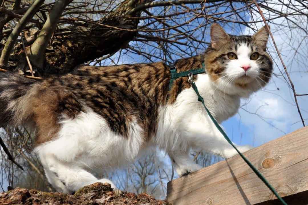 بابتیل کوریلیان از کمیاب ترین گربه‌های جهان