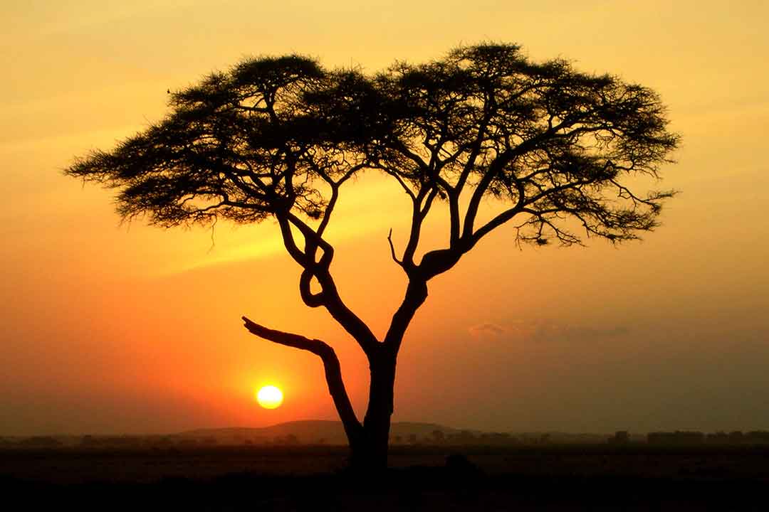 فرضیه ساوانا : انسان‌ها چگونه در دشت‌های آفریقا تکامل یافتند؟